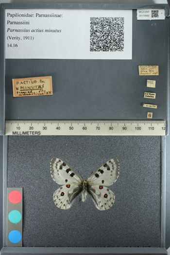Media type: image;   Entomology 174562